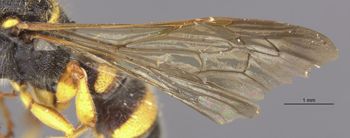Media type: image;   Entomology 13771 Aspect: Wing front
